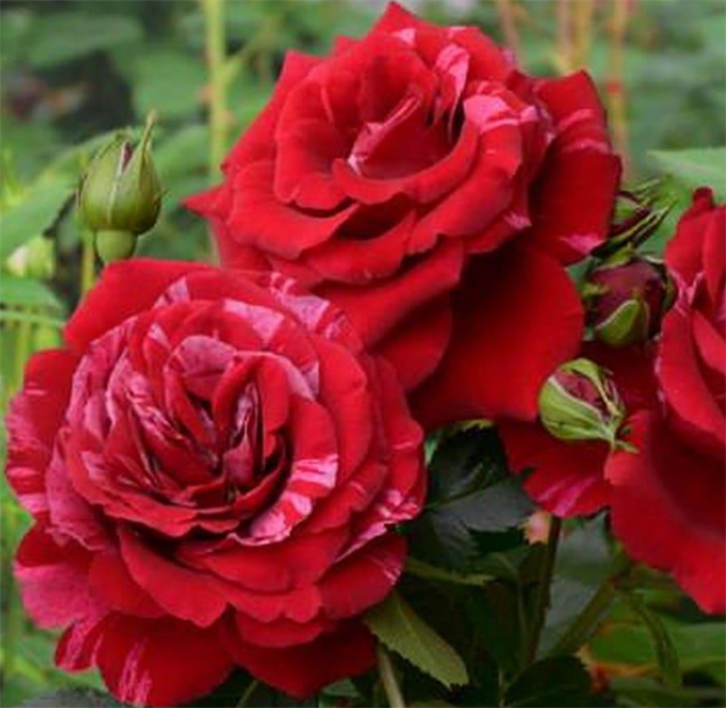 Роза Дип Импрешн (Deep Impression) 3694