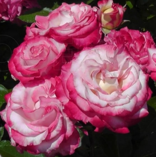 Роза Арифа (Arifa) 3842