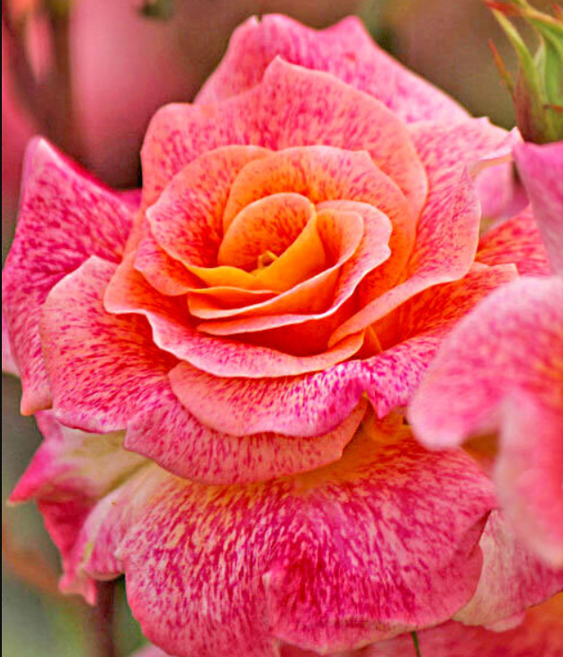 Роза Мишель Серро (Michel Serrault) 3406