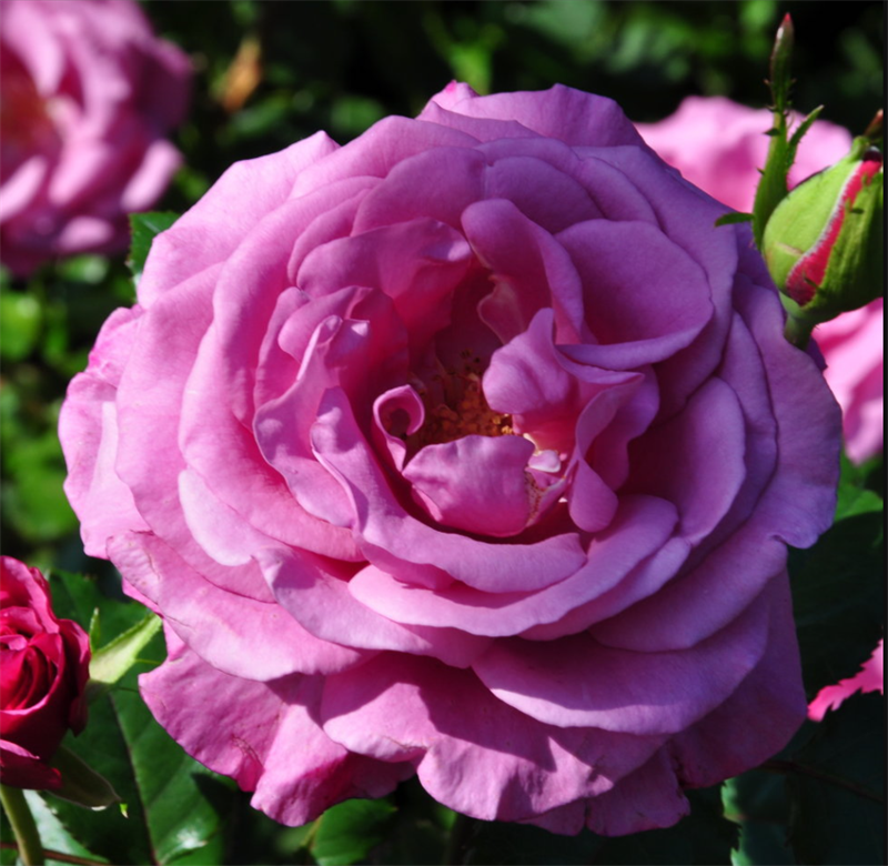 Роза Шокинг Блю (Shocking Blue) 3845