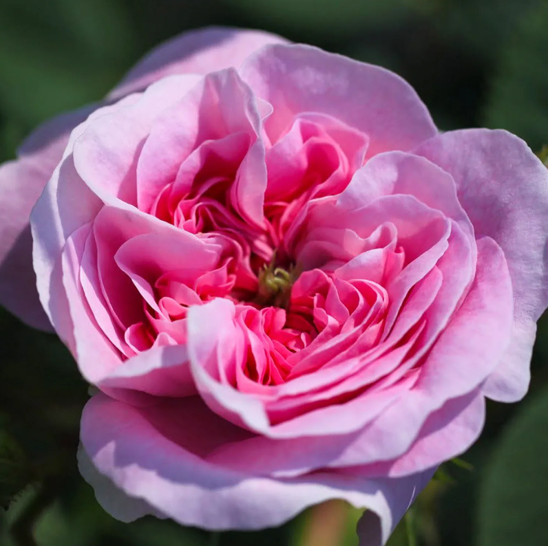 Роза Конигин Фон Денмарк (Konigin Von Danemar) 3710