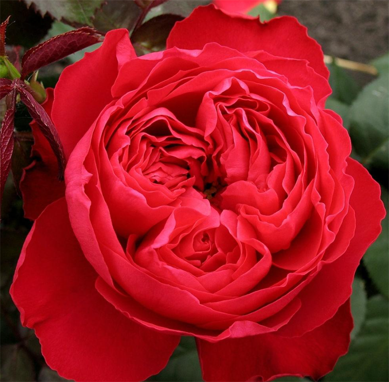 Роза Травиата (Traviata) 3867