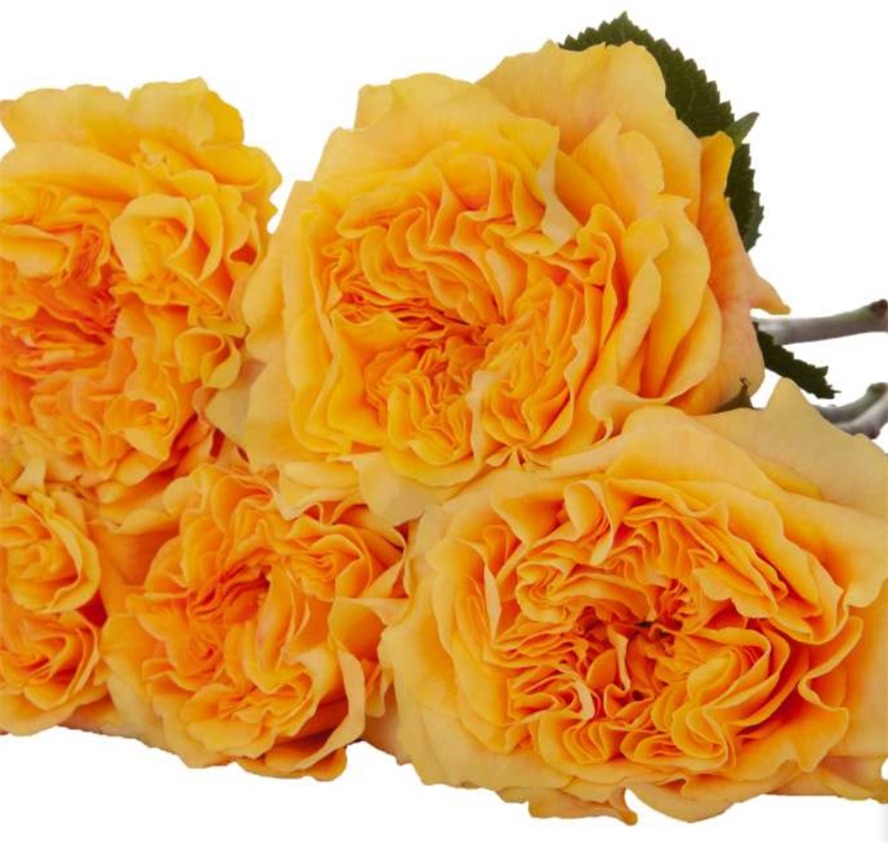 Роза Оранж Рива (Orange Reeva) 3880