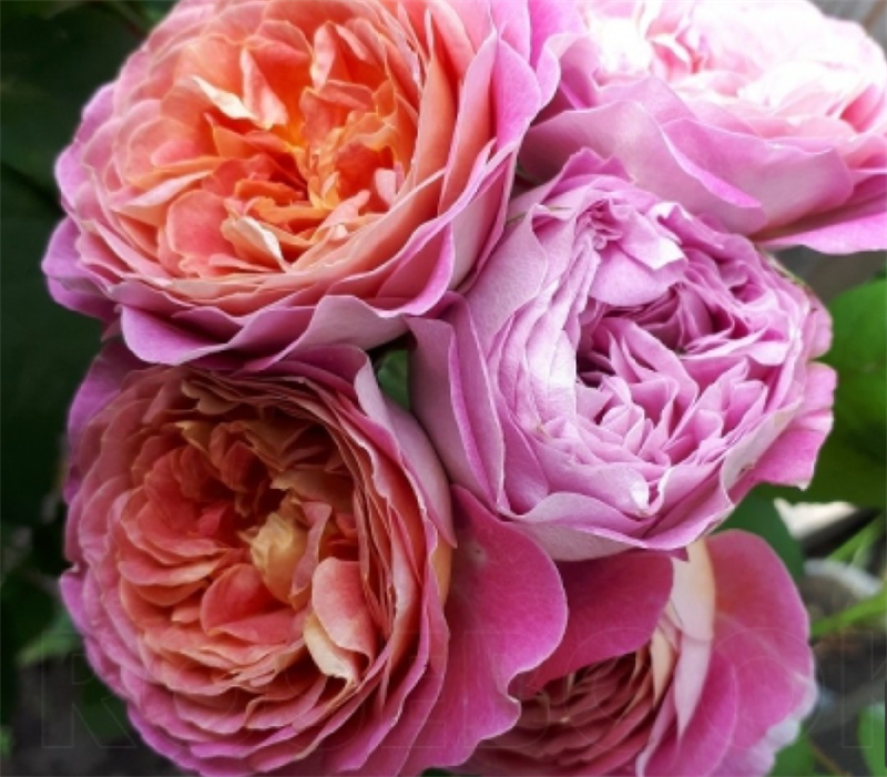 Роза Сантенер де Лей‑Ле (Centenaire de l'Hay-les-roses) 3892