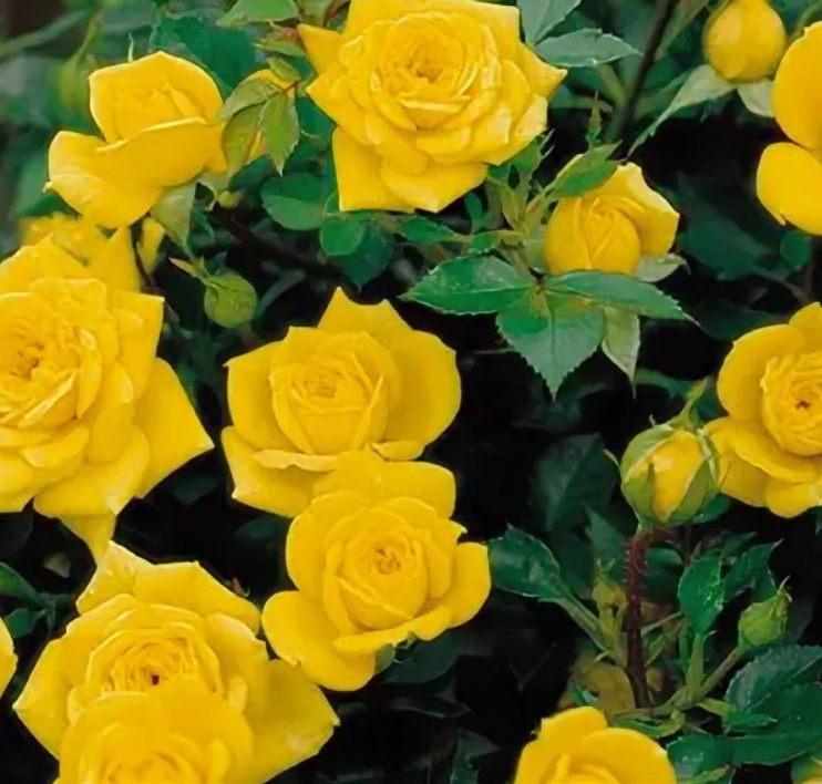 Роза Еллоу Долл (Yellow Doll) 3897