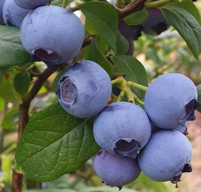 Голубика Блюголд (Bluegold) 3934