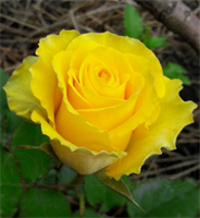 Роза Сфинкс Голд (Sphinx Gold) 3518