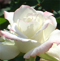Роза Атена (Athena) 3543