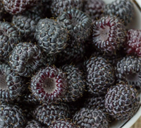 Малина чёрная Блэк Джевел (Black Jewel) 3588