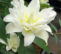 Лилия Роузлили Рамона (Roselily Ramona) Восточный махровый гибрид 14 - 16 3633