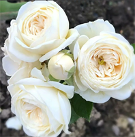 Роза Артемис (Artemis) 3651