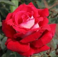 Роза Осирия (Osiria) 2629