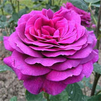 Роза Биг Пёрпл ( Big Purple) 2434
