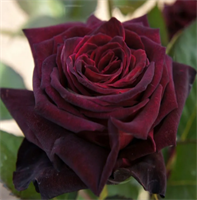 Роза Блек Баккара (Black Baccara) 2272