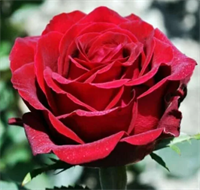 Роза Гладиатор (Gladiator) 3657