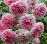 Роза Жасмина (Jasmina) 3660