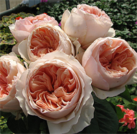 Роза Джульетта (Juliet) 3661