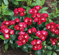 Роза Иониум (Aeonium) 3664