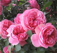 Роза Лавиния (Lawinia) 3668