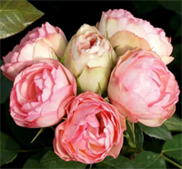 Роза Лавли Рококо (Lovely Rokoko) 3670 Роза Лавли Рококо (Lovely Rokoko) 3670