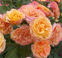 Роза Ла Вилла Котта (La Villa Cotta) 3672 Роза Ла Вилла Котта (La Villa Cotta) 3672