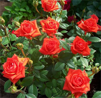Роза Оранж Джувел (Orange Juwel) 3407