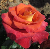 Роза Леонидас (Leonidas) 3674