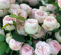 Роза Мэнсфилд Парк (Mansfield Park) 3680