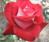 Роза Николь (Nicole) 3682