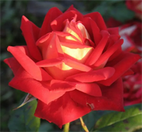 Роза Нью Фэшн (New Fashion) 3683