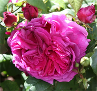 Роза Янг Люсидас (Young Lycidas) 3685