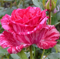 Роза Пинк Интуишн (Pink Intuition) 2435