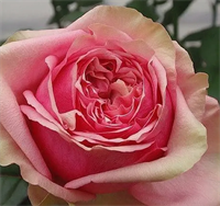 Роза Питахайя (Pitahaya) 3688