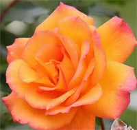 Роза Сахара (Sahara) 3692 Роза Сахара (Sahara) 3692