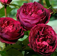Роза Фальстаф (Falstaff) 3129