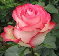 Роза Хай энд Кэнди (High and Candy) 3702