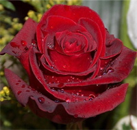 Роза Эксплорер (Explorer) 3439