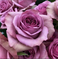 Роза Монмартр (Montmartre) 3708