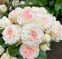 Роза Дольче Саммерхаус (Dolce Summerhouse) 3709