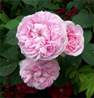 Роза Конигин Фон Денмарк (Konigin Von Danemar) 3710