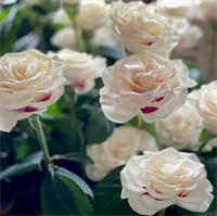 Роза Брайдсайд (Brideside) 3712 Роза Брайдсайд (Brideside) 3712