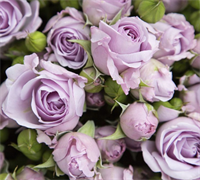 Роза Стерлинг Сенсейшен (Sterling Sensation) 3715