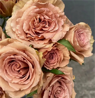 Роза Тоффи (Toffee) 3717