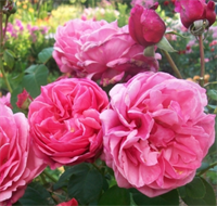 Роза Антон Чехов (Anton Tchekhov) 3719 Роза Антон Чехов (Anton Tchekhov) 3719