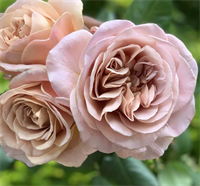 Роза Кафе Латте (Cafe Latte) 3720