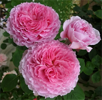 Роза Джеймс Галвей (James Galway) 3723