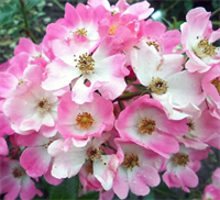 Роза Балерина (Ballerina) 3732