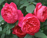 Роза Бенджамин Бриттен (Benjamin Britten) 3735