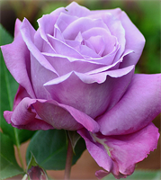 Роза Блю Парфюм (Blue Parfume) 3736