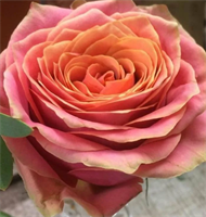 Роза Вайлд Лук (Wild Look) 3738